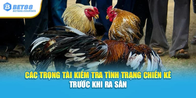 Các trọng tài kiểm tra tình trạng chiến kê trước khi ra sân