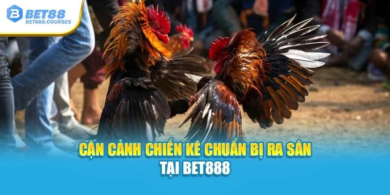 Cận cảnh chiến kê chuẩn bị ra sân tại Bet88