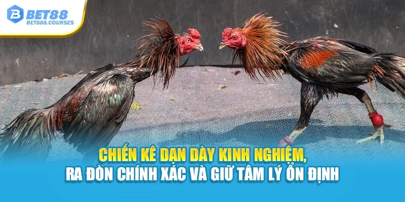 Chiến kê dạn dày kinh nghiệm, ra đòn chính xác và giữ tâm lý ổn định 