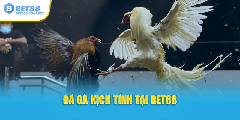 Đá gà kịch tính tại Bet88