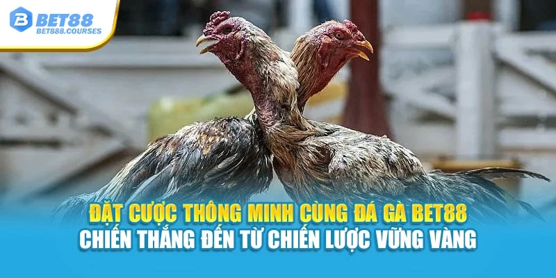Đặt cược thông minh cùng Đá Gà Bet88 – Chiến thắng đến từ chiến lược vững vàng