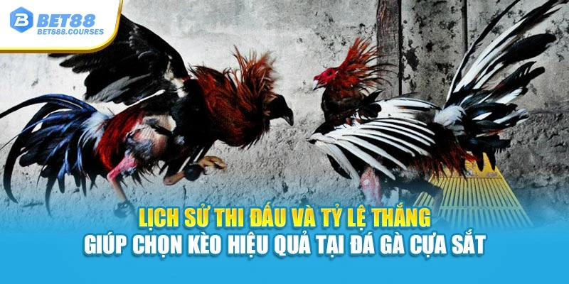 Lịch sử thi đấu và tỷ lệ thắng giúp chọn kèo hiệu quả tại đá gà cựa sắt