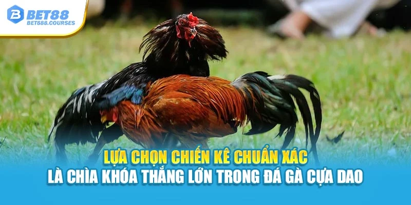 Lựa chọn chiến kê chuẩn xác là chìa khóa thắng lớn trong đá gà cựa dao