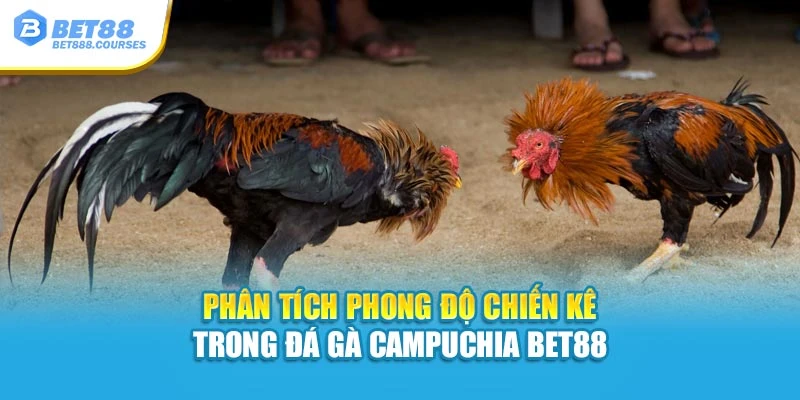 Phân tích phong độ chiến kê trong đá gà Campuchia Bet88