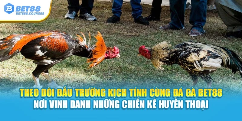 Theo dõi đấu trường kịch tính cùng Đá Gà Bet88 – Nơi vinh danh những chiến kê huyền thoại
