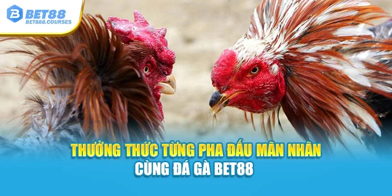 Thưởng thức từng pha đấu mãn nhãn cùng Đá Gà Bet88