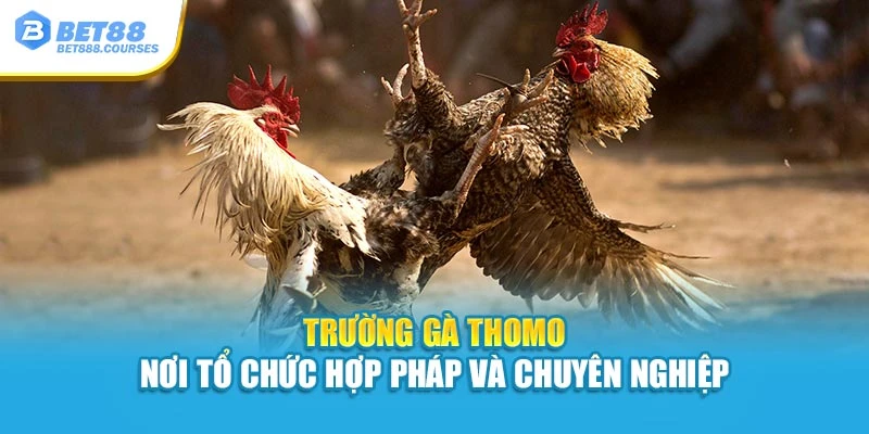 Trường gà Thomo – nơi tổ chức hợp pháp và chuyên nghiệp